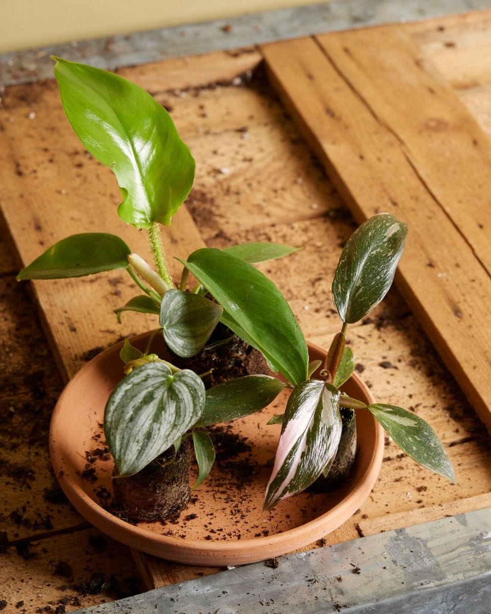 Baby Philodendron Brandtianum