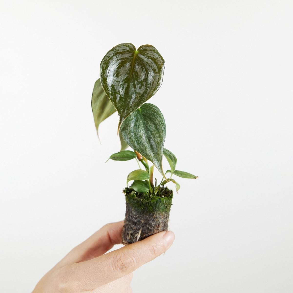 Baby Philodendron Brandtianum
