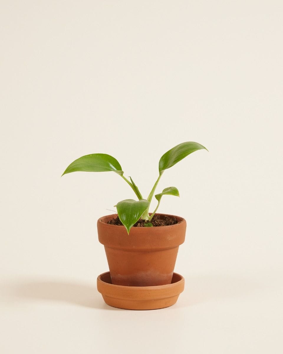 Baby Philodendron Warszewiczii