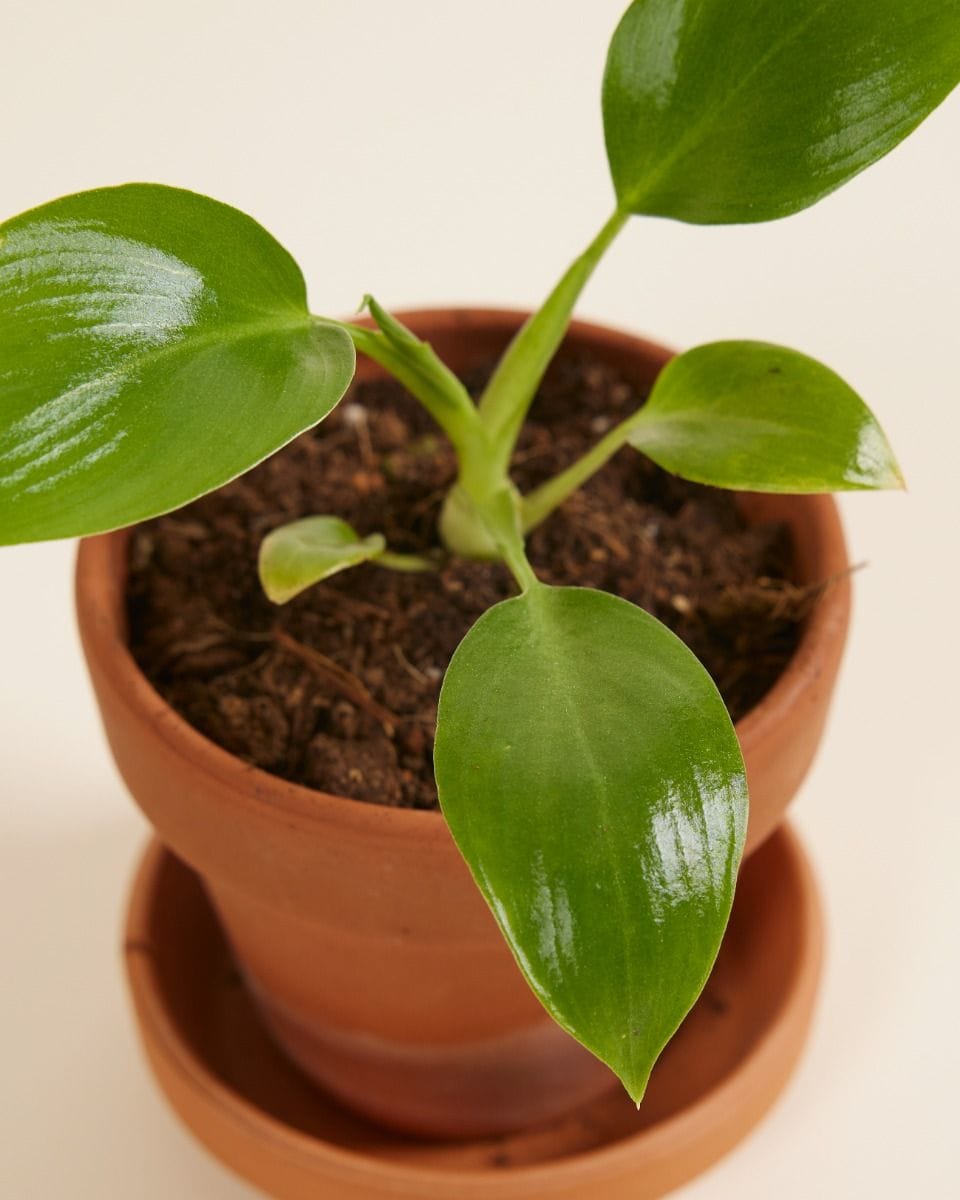 Baby Philodendron Warszewiczii