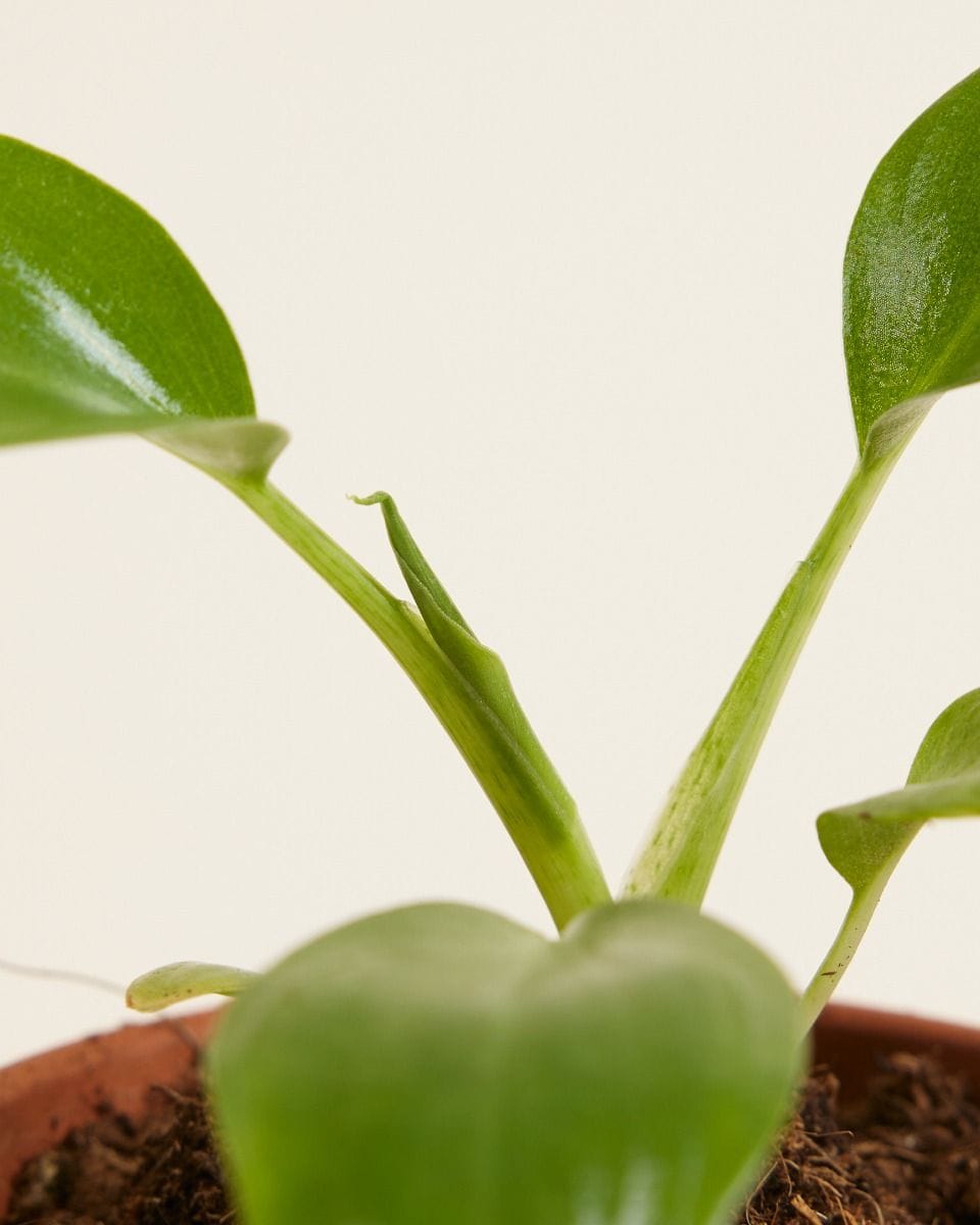 Baby Philodendron Warszewiczii