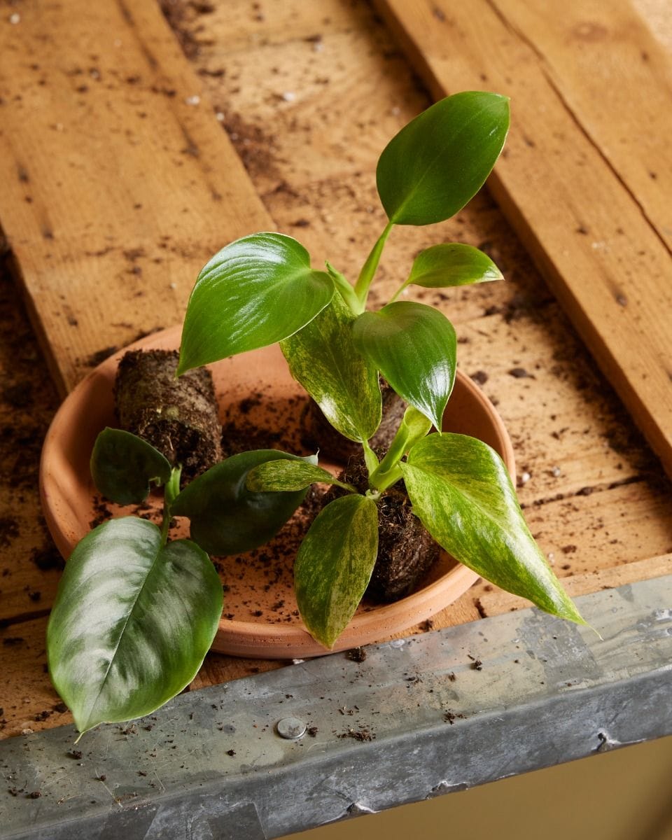 Baby Philodendron Warszewiczii