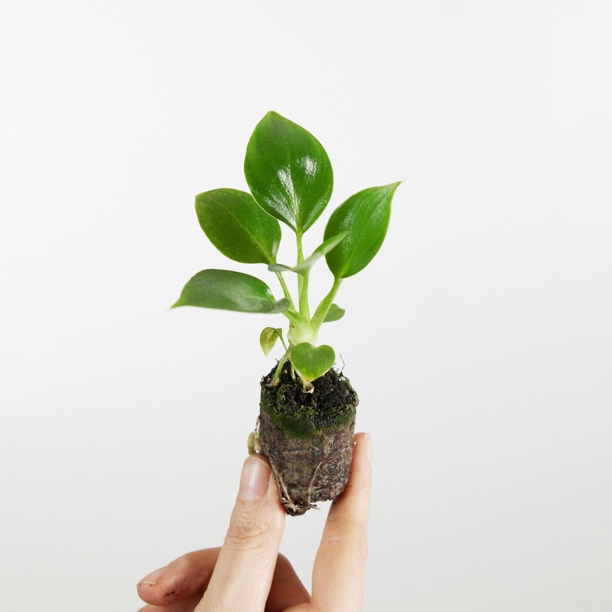 Baby Philodendron Warszewiczii