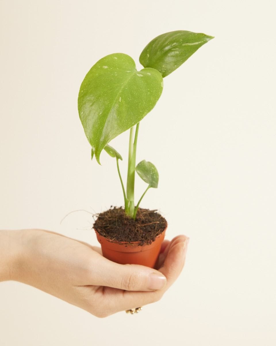 Baby Monstera Thai Constellation (B-grade)