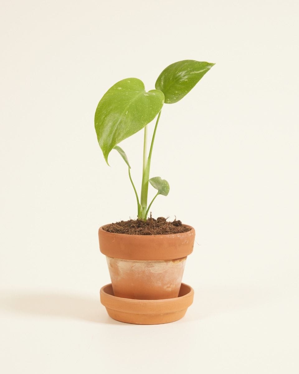 Baby Monstera Thai Constellation (B-grade)