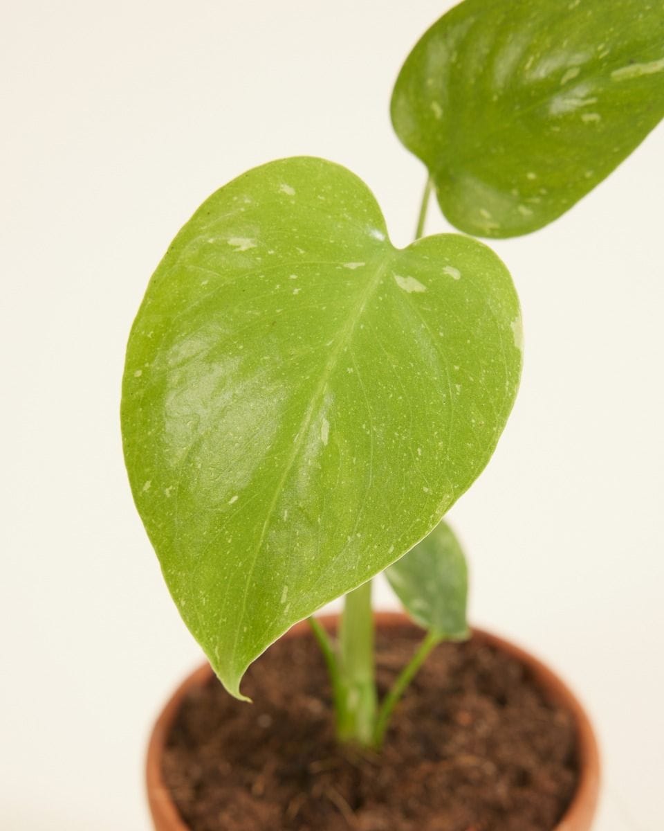 Baby Monstera Thai Constellation (B-grade)