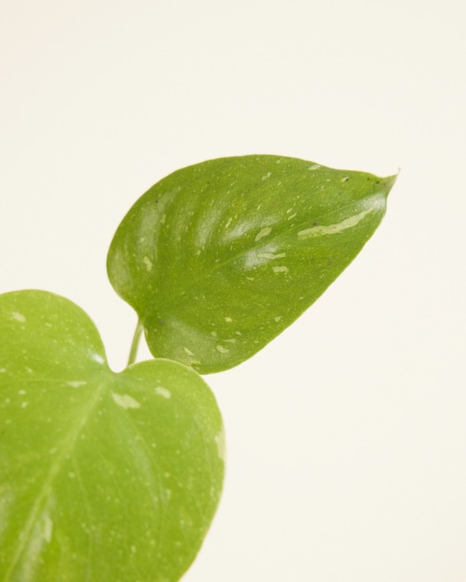 Baby Monstera Thai Constellation (B-grade)