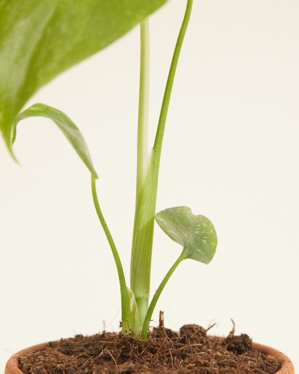 Baby Monstera Thai Constellation (B-grade)