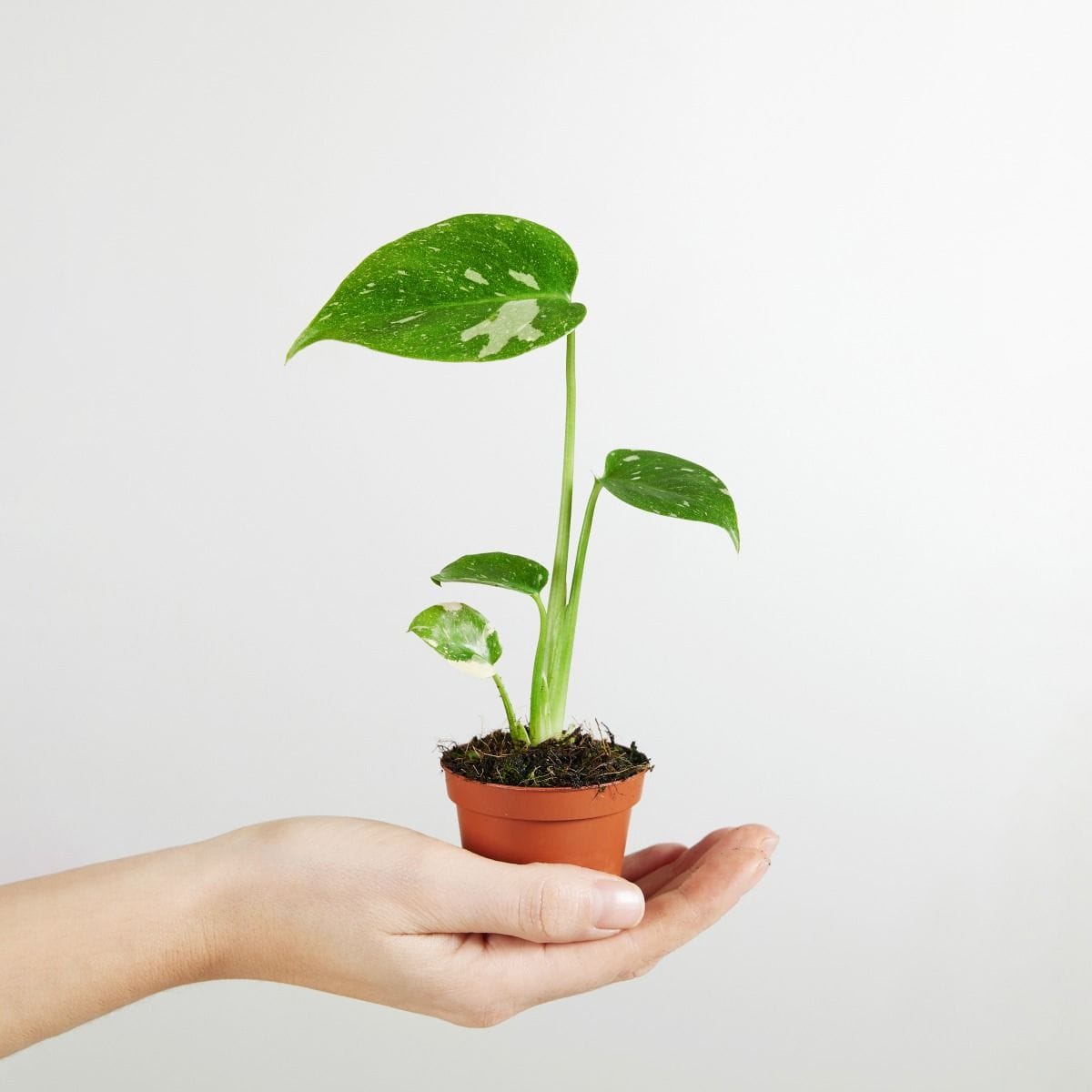 Baby Monstera Thai Constellation (B-grade)