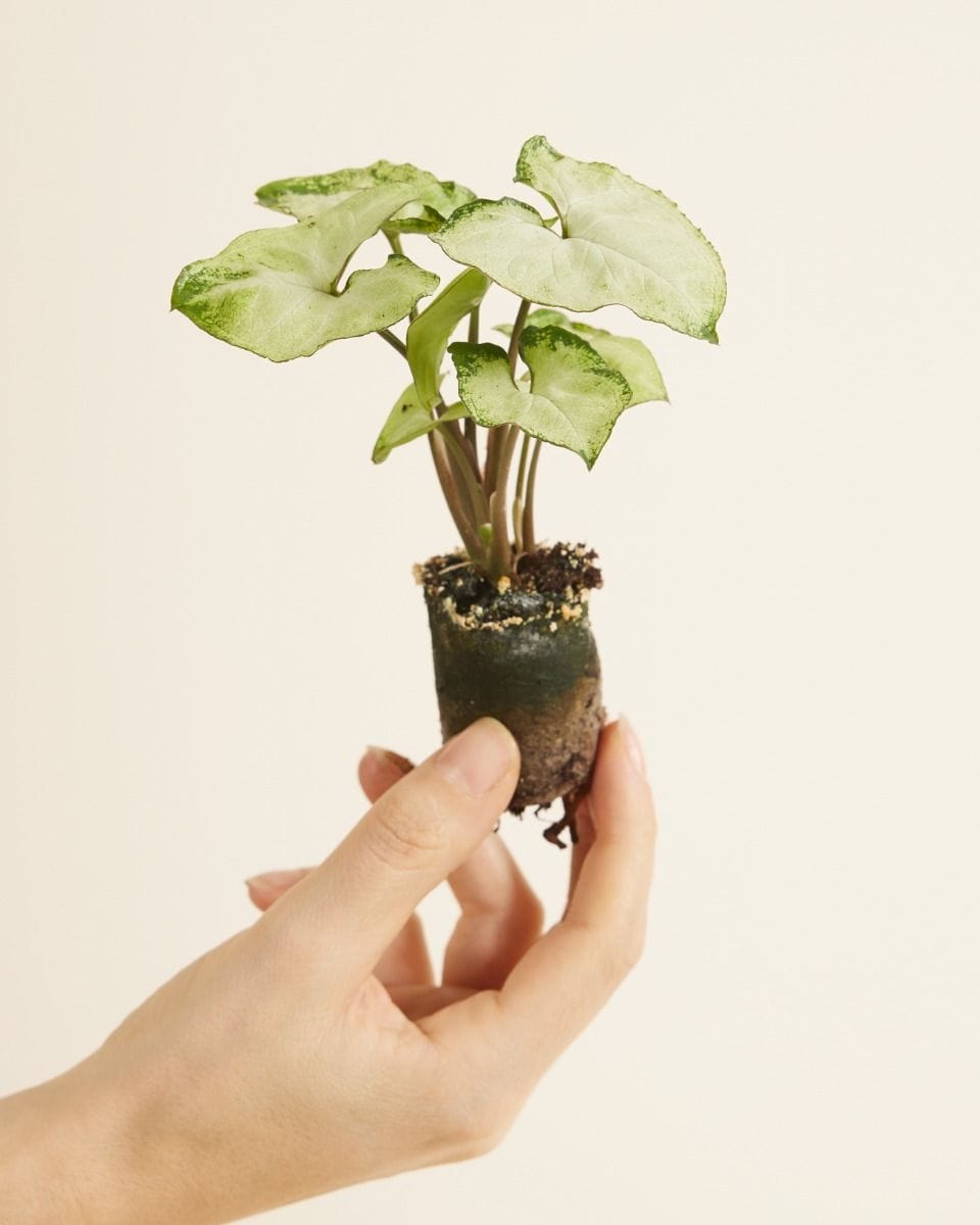 Baby Syngonium Snow Country