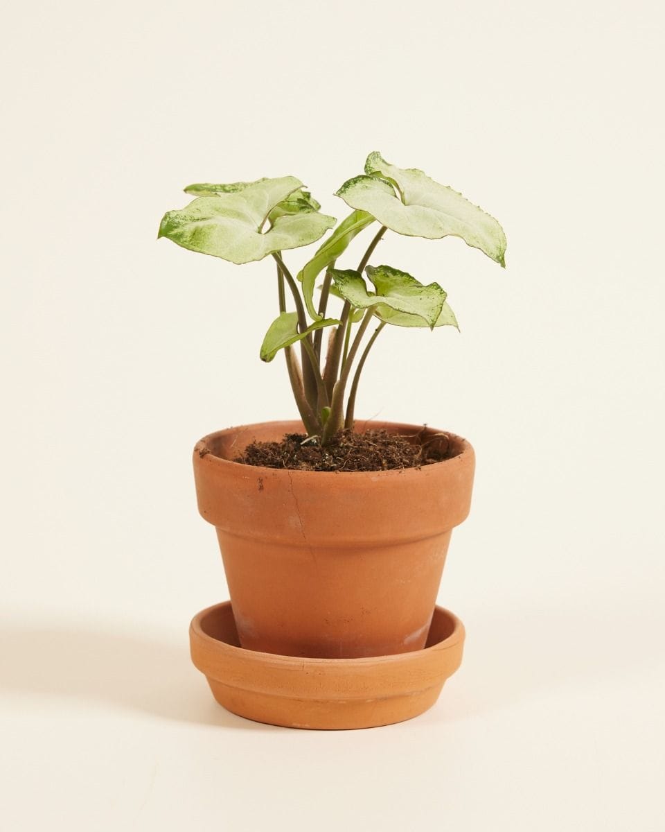 Baby Syngonium Snow Country