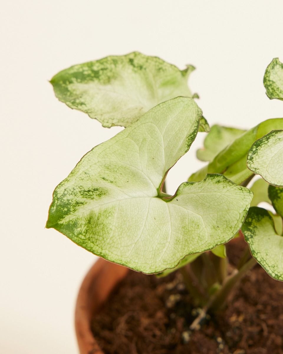 Baby Syngonium Snow Country