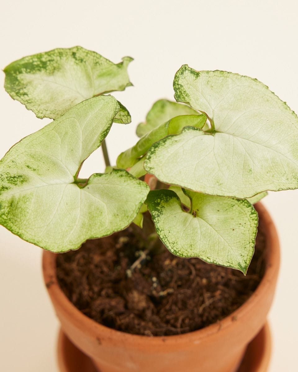 Baby Syngonium Snow Country