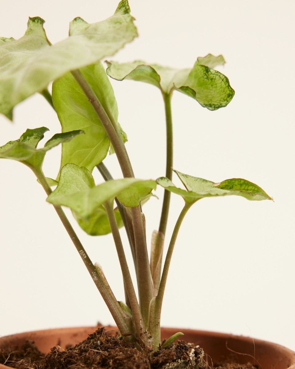 Baby Syngonium Snow Country