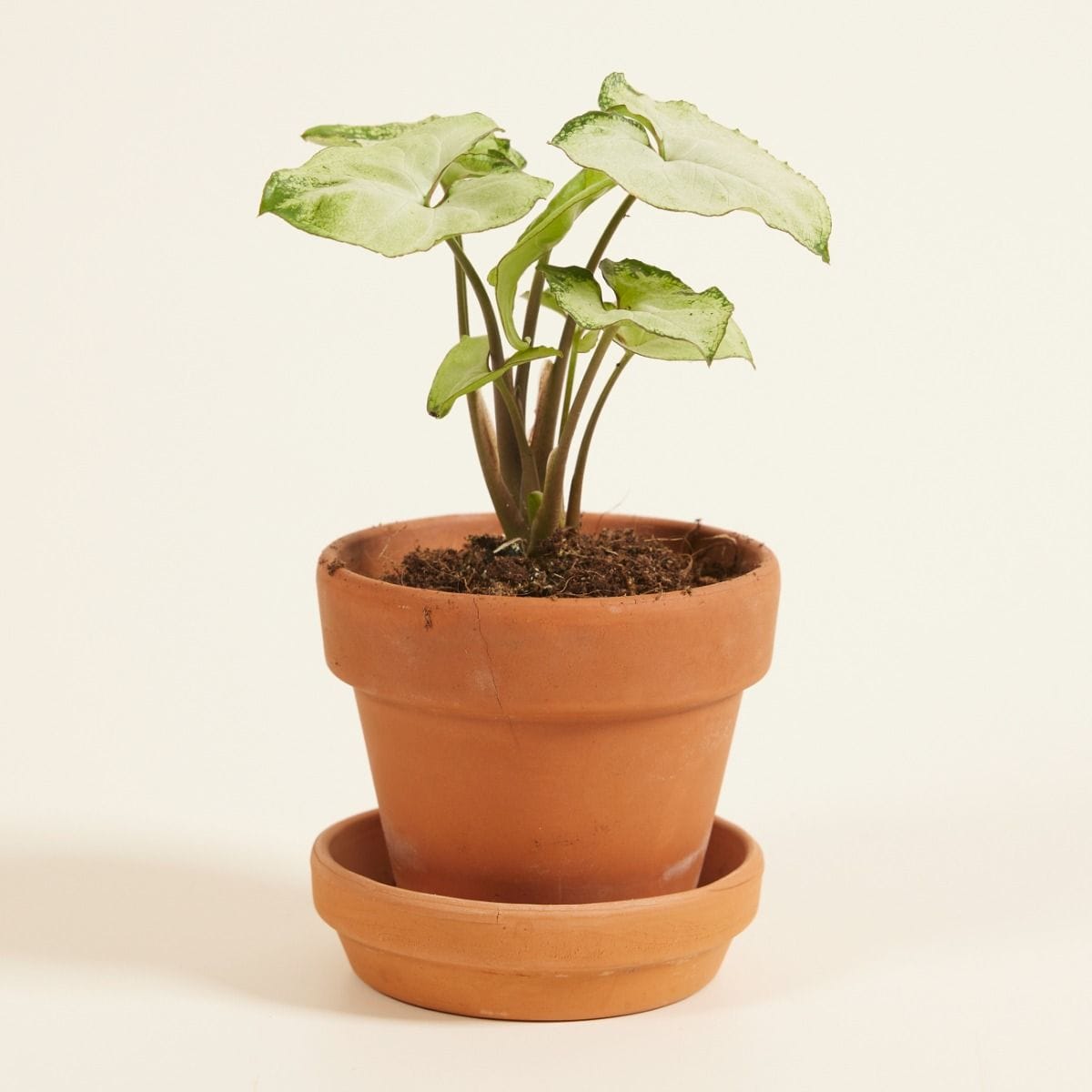 Baby Syngonium Snow Country