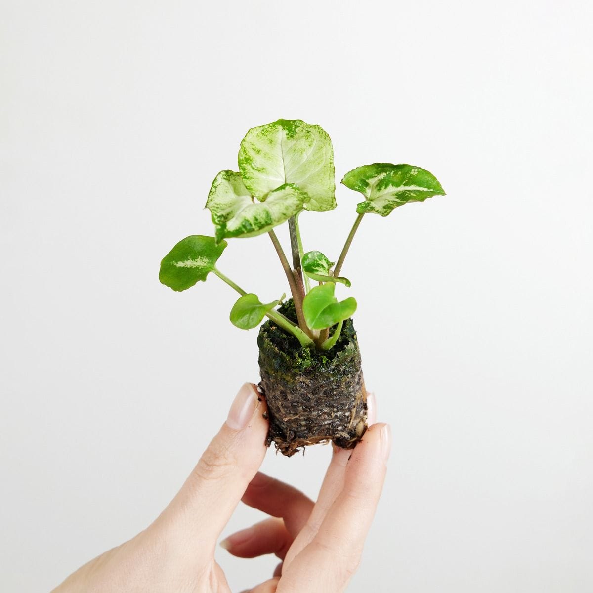 Baby Syngonium Snow Country