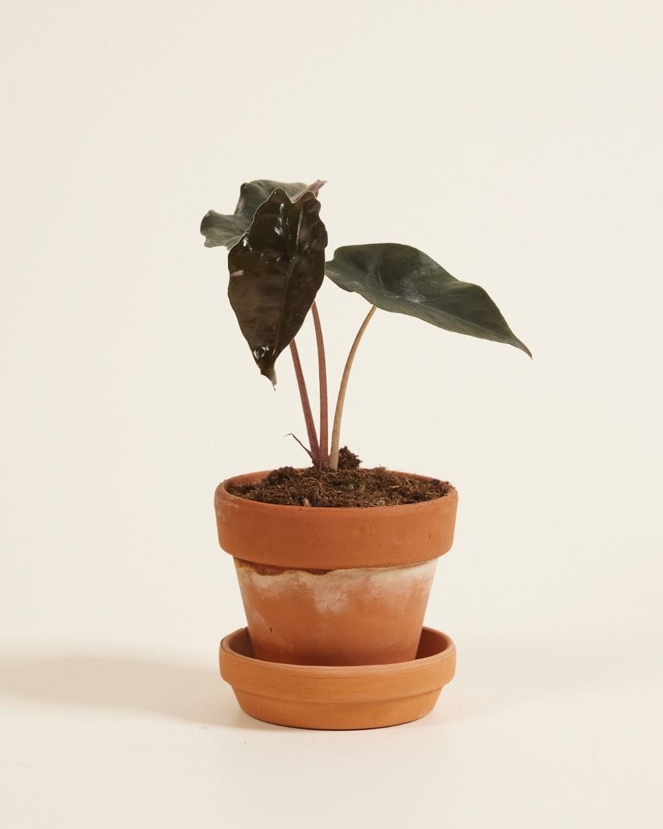 Baby Alocasia Elephant Ear Chantrieri