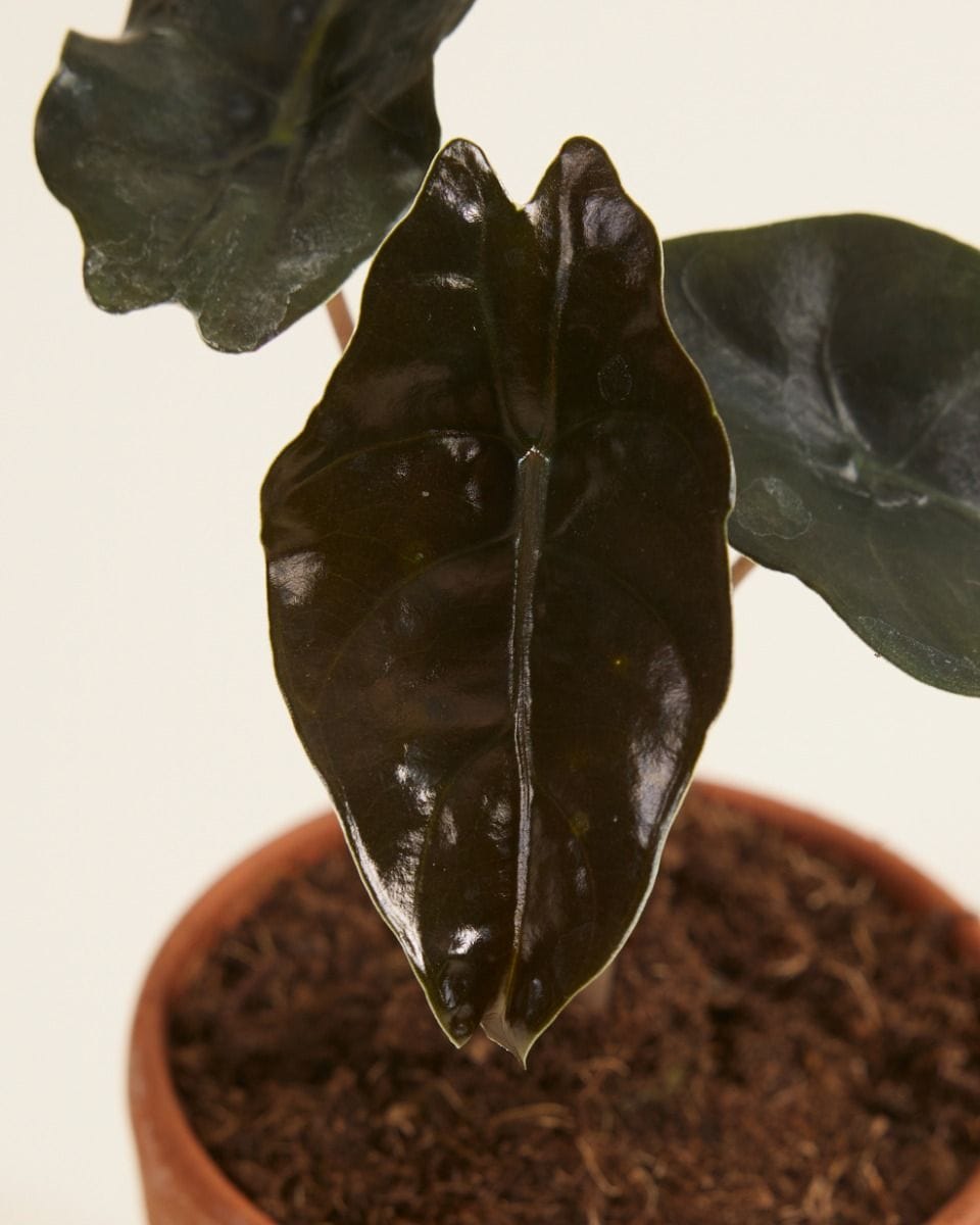 Baby Alocasia Elephant Ear Chantrieri