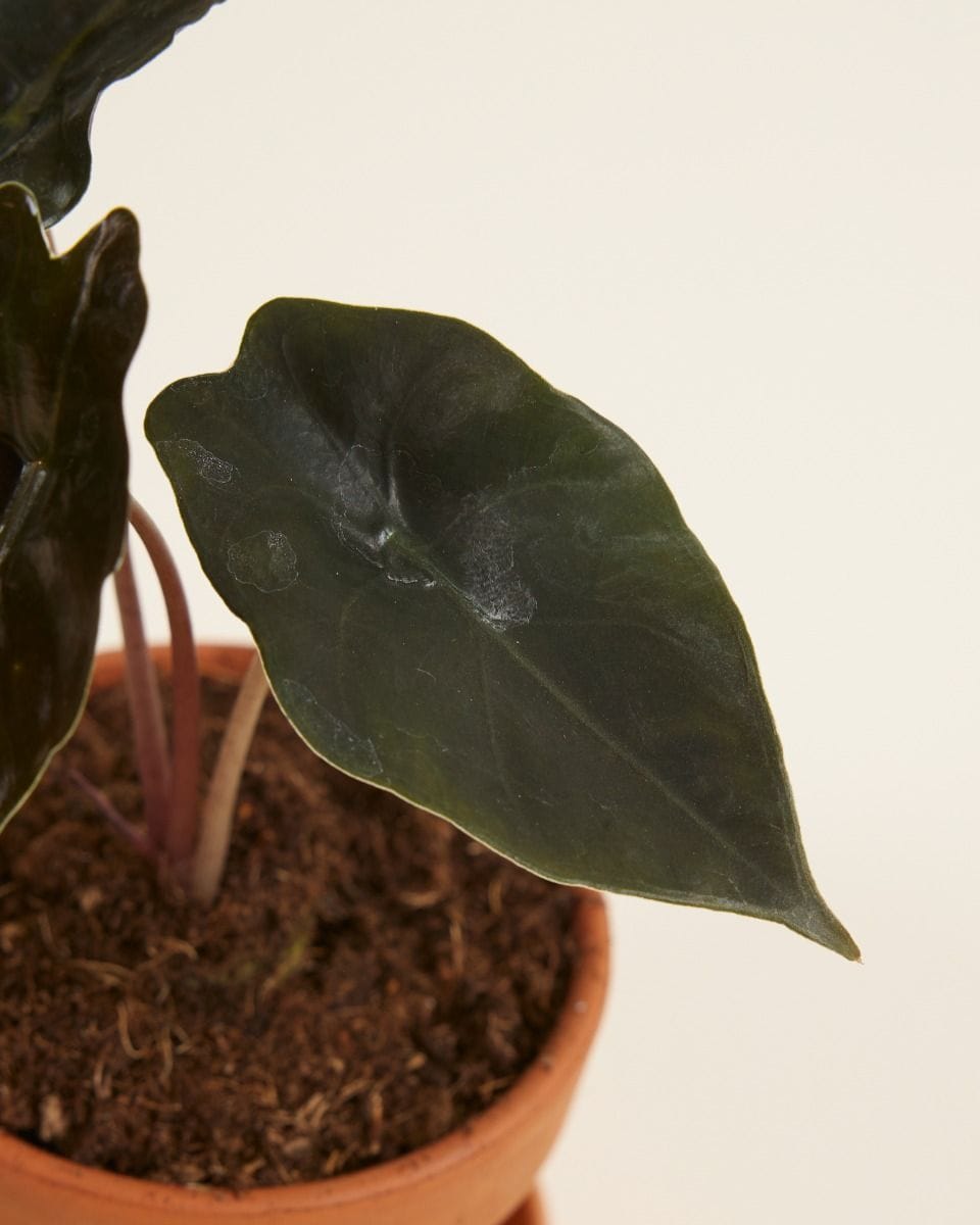 Baby Alocasia Elephant Ear Chantrieri