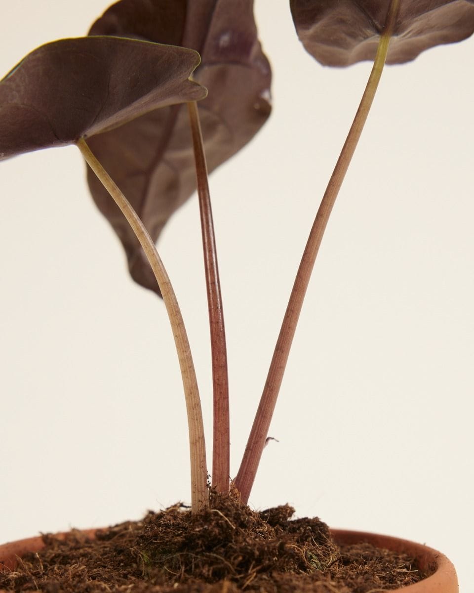 Baby Alocasia Elephant Ear Chantrieri