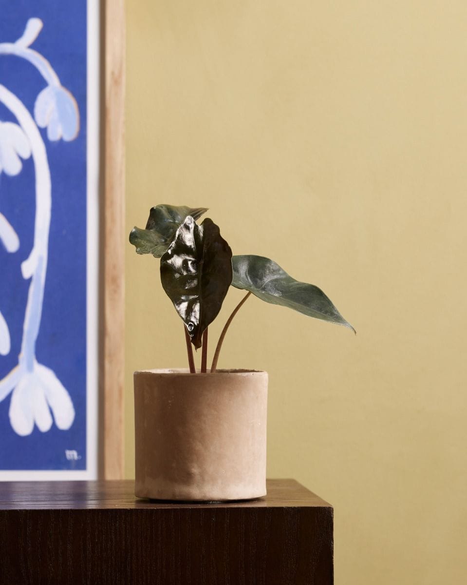Baby Alocasia Elephant Ear Chantrieri