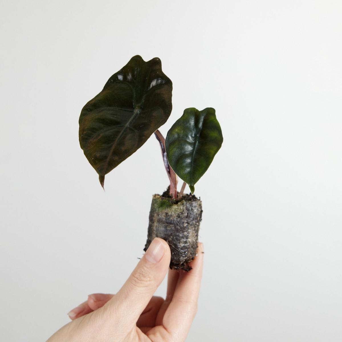 Baby Alocasia Elephant Ear Chantrieri