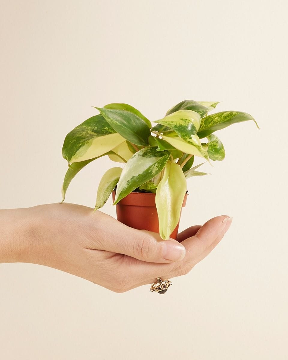 Baby Philodendron Burle Marx Albo Variegated