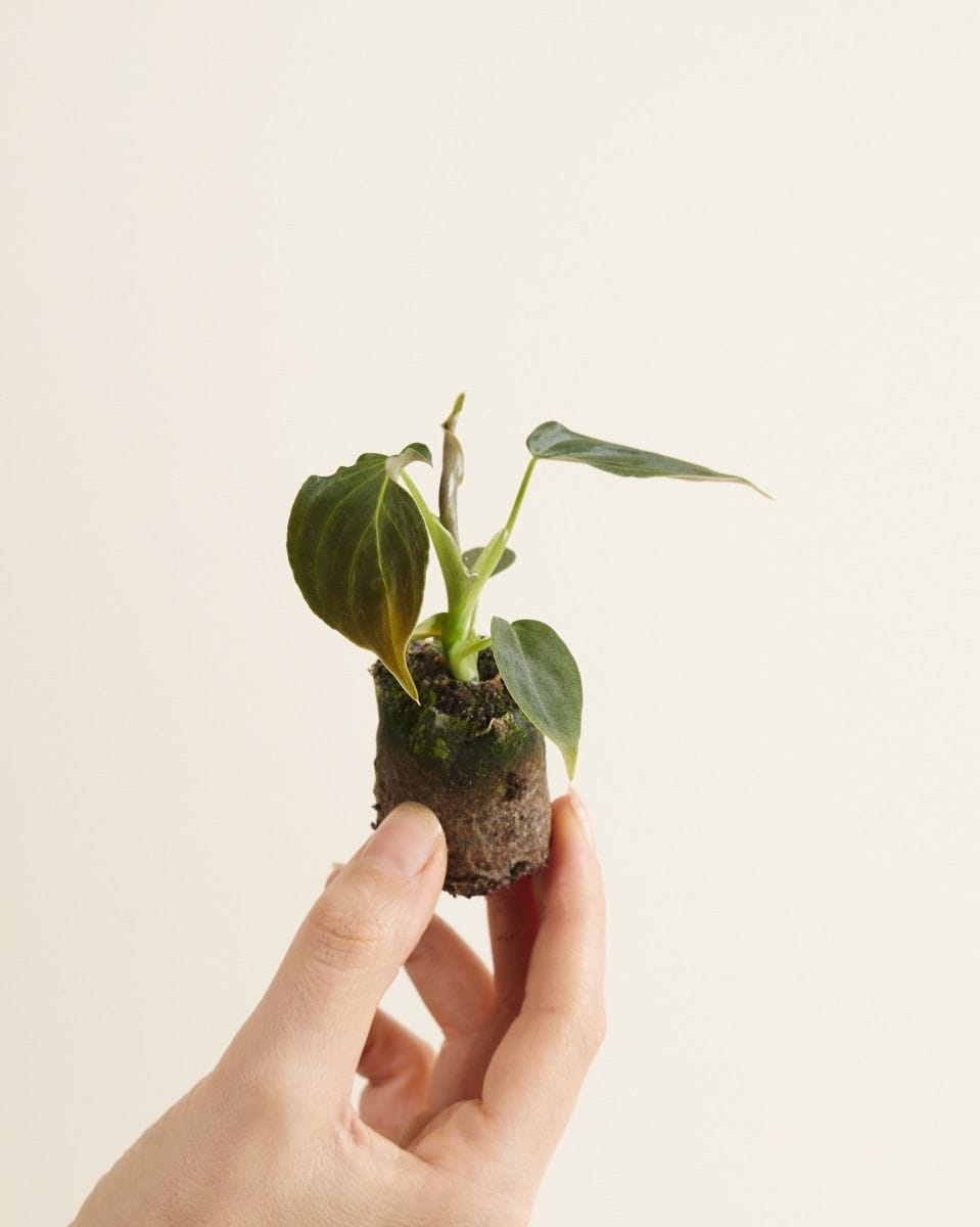 Baby Philodendron Glorious