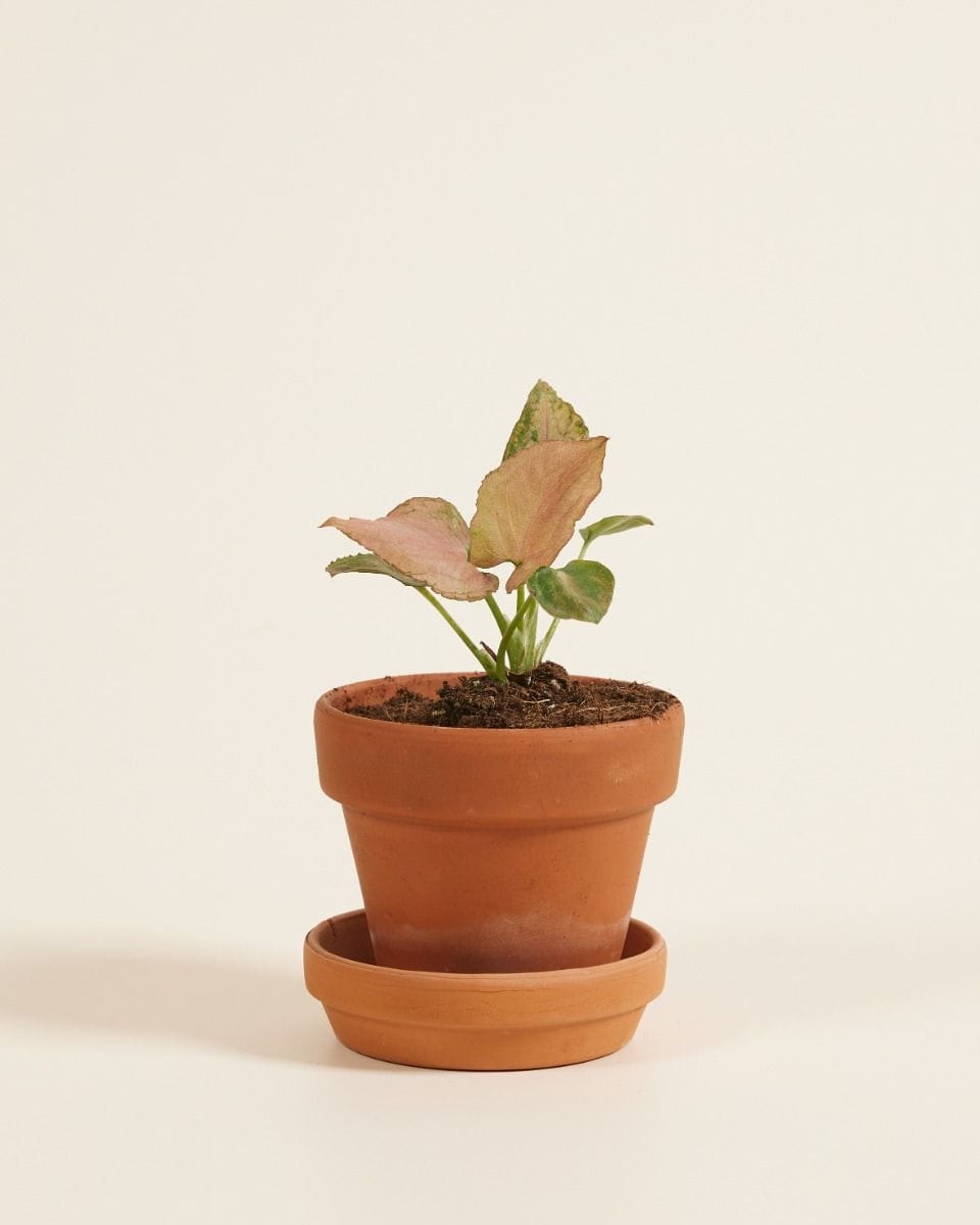 Baby Syngonium Strawberry