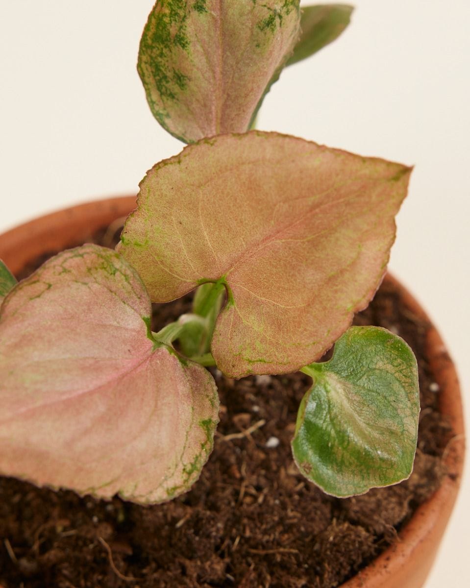 Baby Syngonium Strawberry