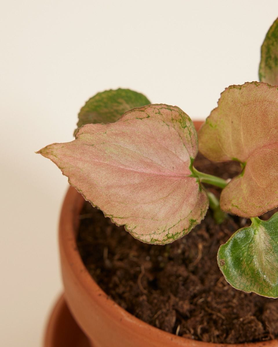 Baby Syngonium Strawberry