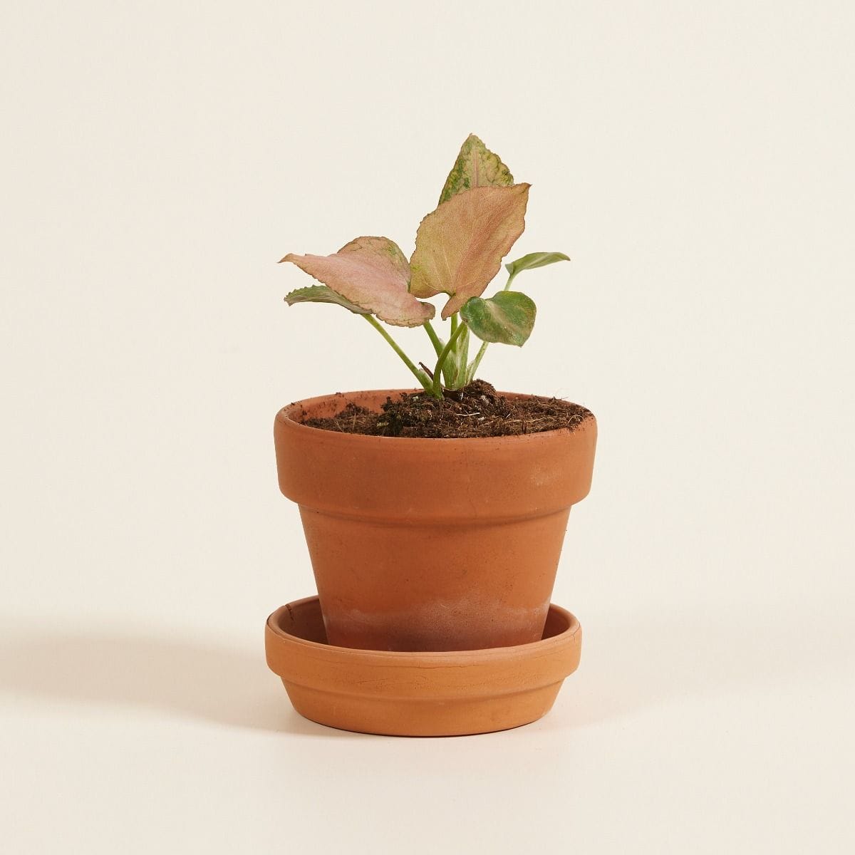 Baby Syngonium Strawberry