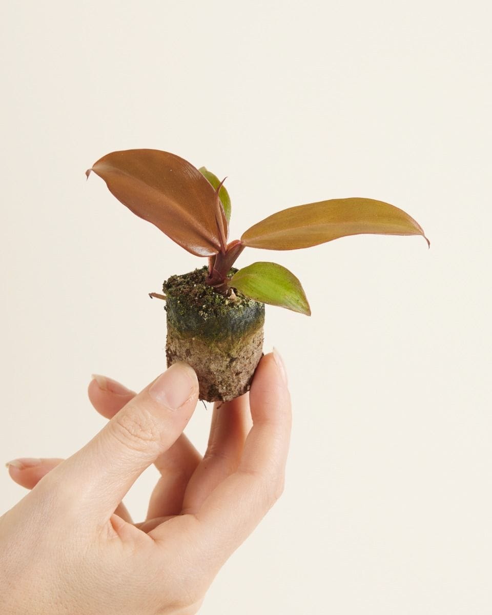 Baby Philodendron McColley's Finale