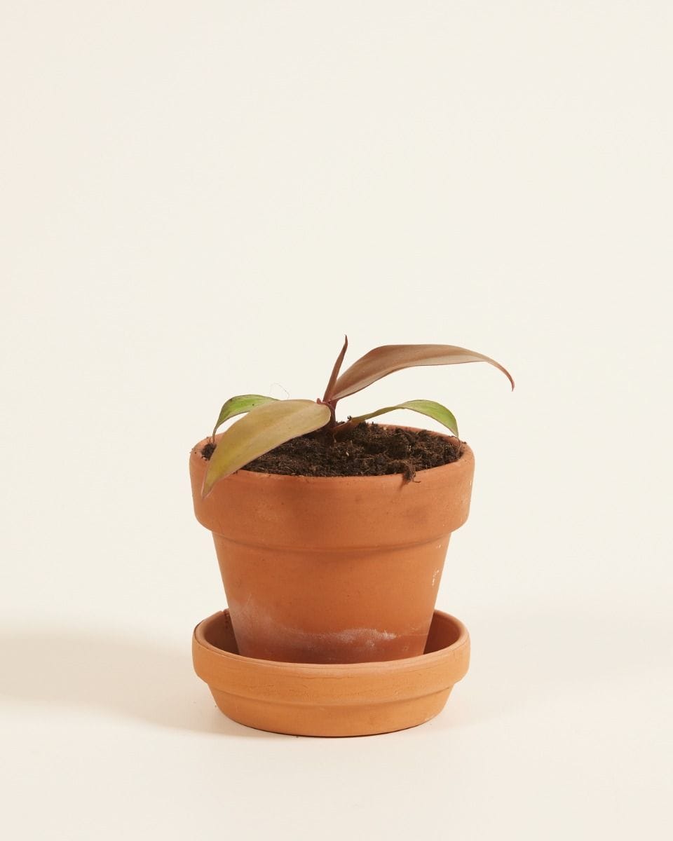 Baby Philodendron McColley's Finale