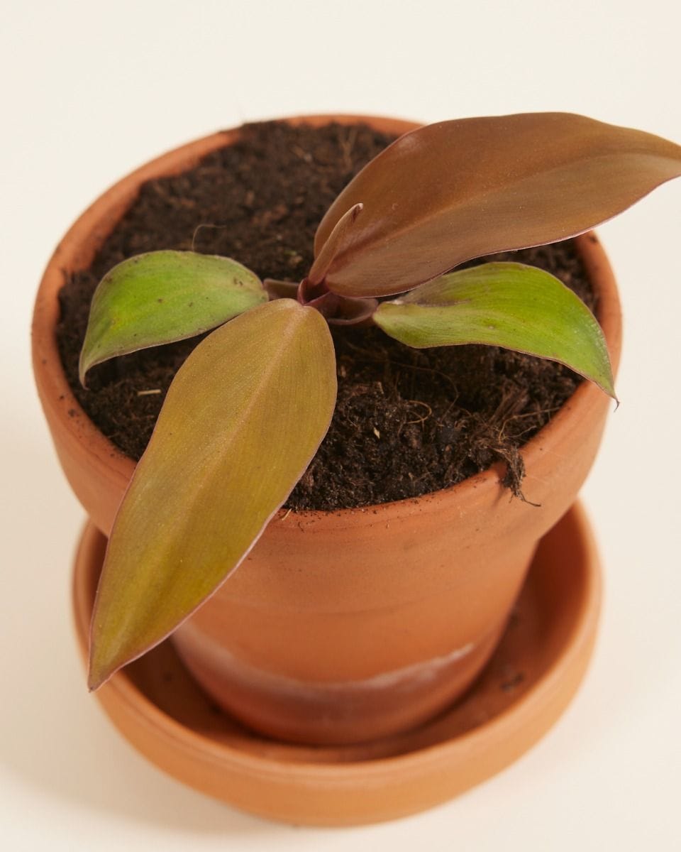 Baby Philodendron McColley's Finale