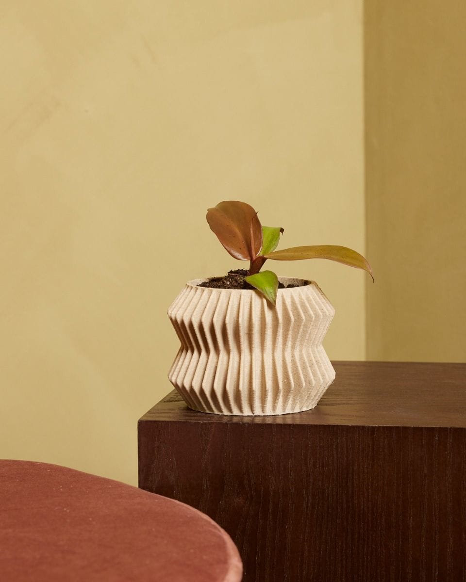 Baby Philodendron McColley's Finale