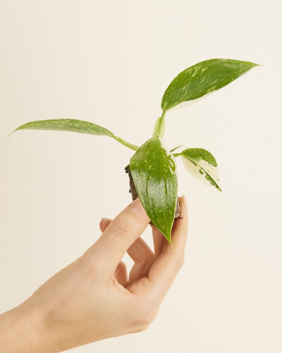Baby Philodendron Jose Buono