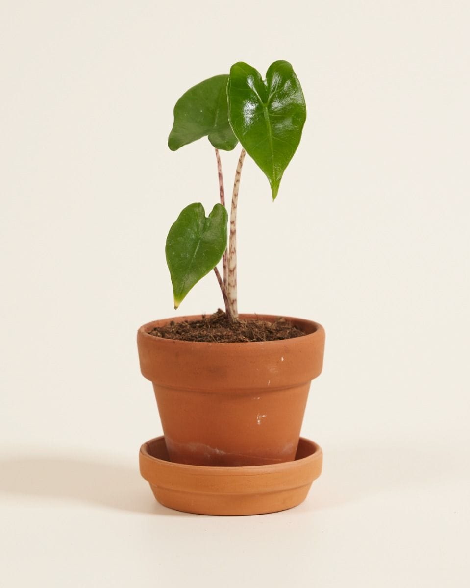 Baby Alocasia Elephant Ears Zebrina