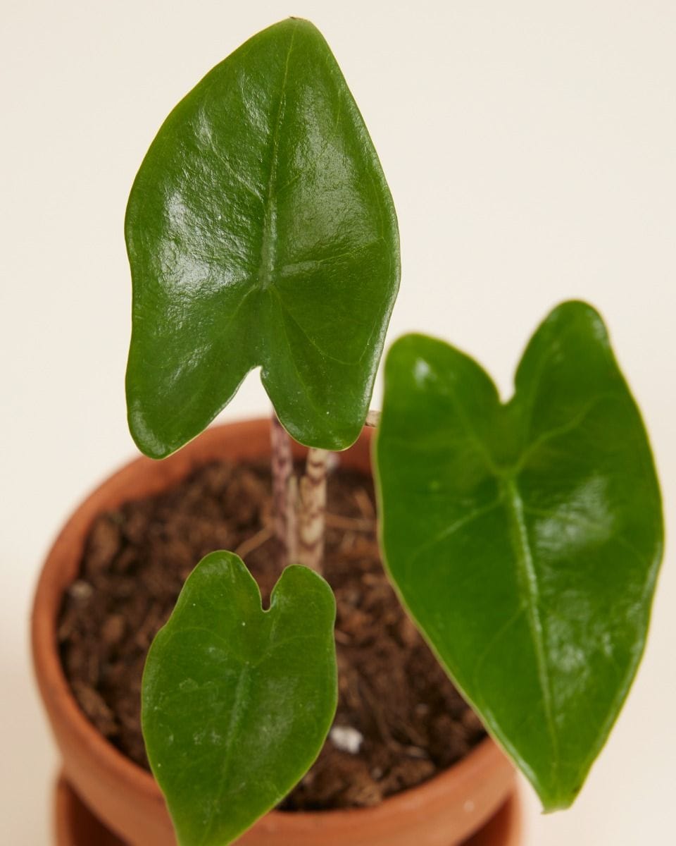 Baby Alocasia Elephant Ears Zebrina