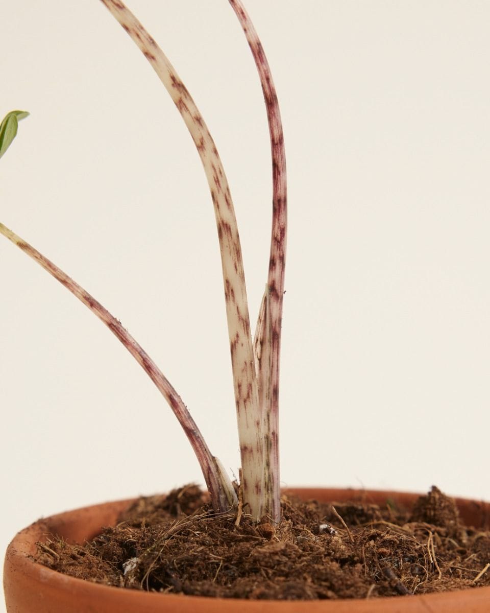Baby Alocasia Elephant Ears Zebrina
