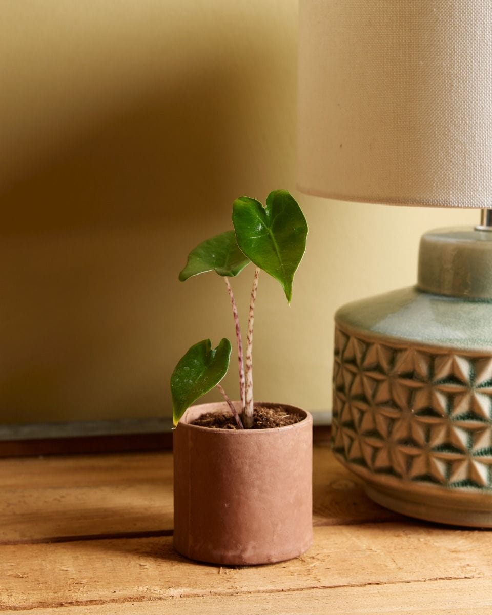 Baby Alocasia Elephant Ears Zebrina