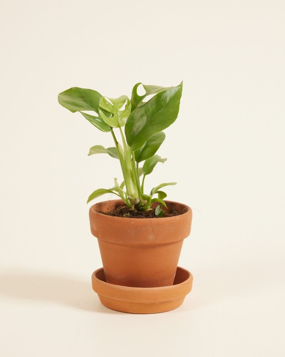 Baby Rhaphidophora Tetrasperma Mini Monstera