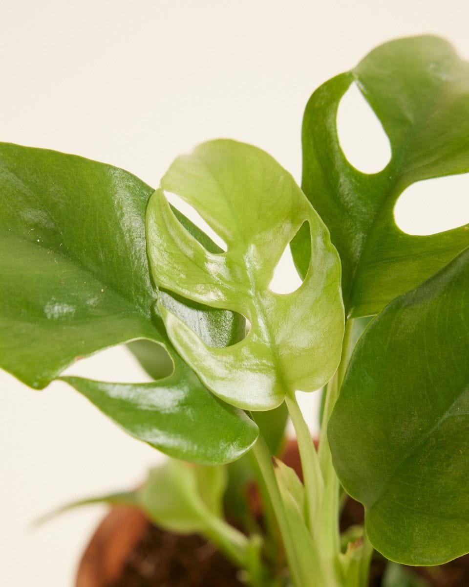 Baby Rhaphidophora Tetrasperma Mini Monstera