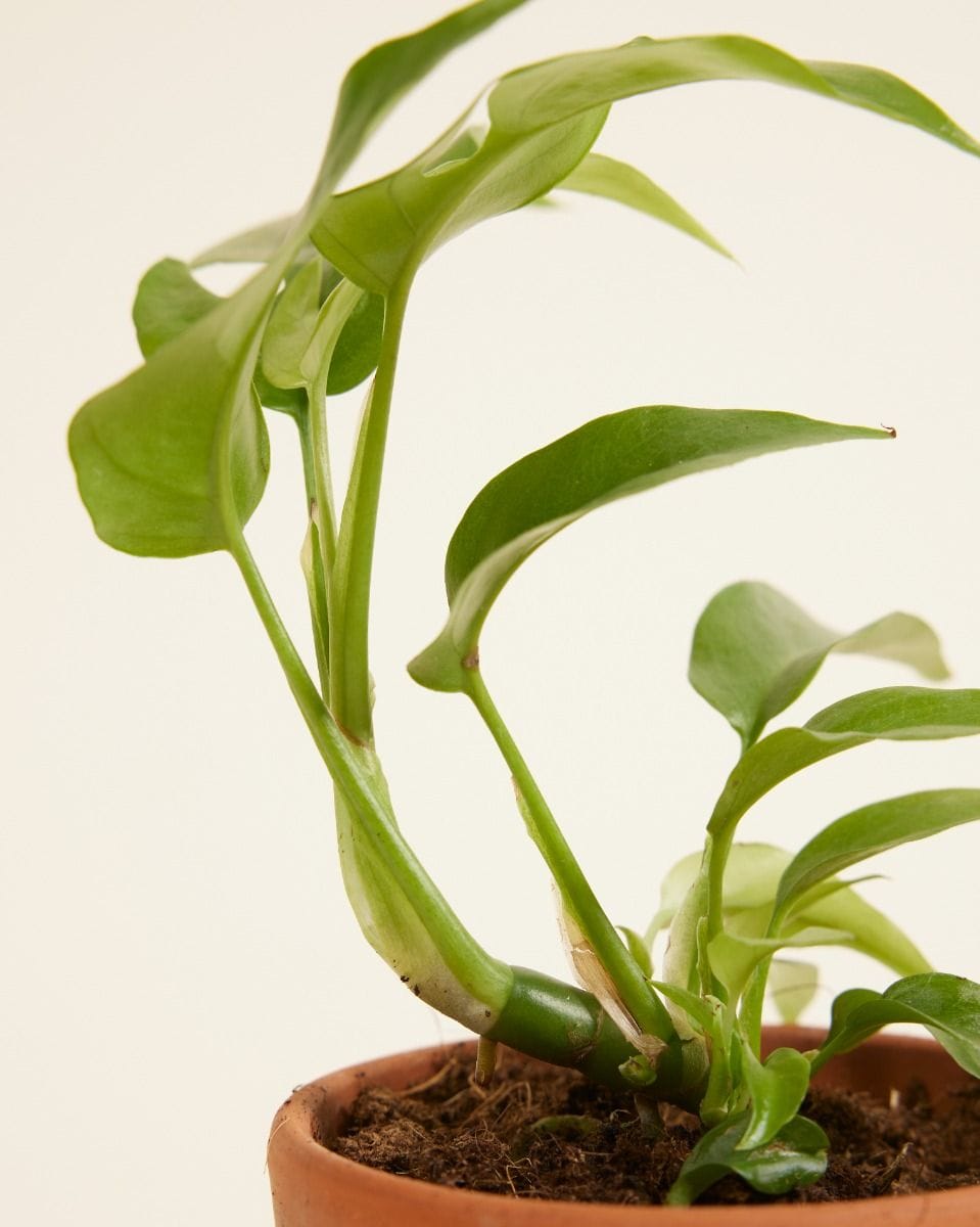 Baby Rhaphidophora Tetrasperma Mini Monstera