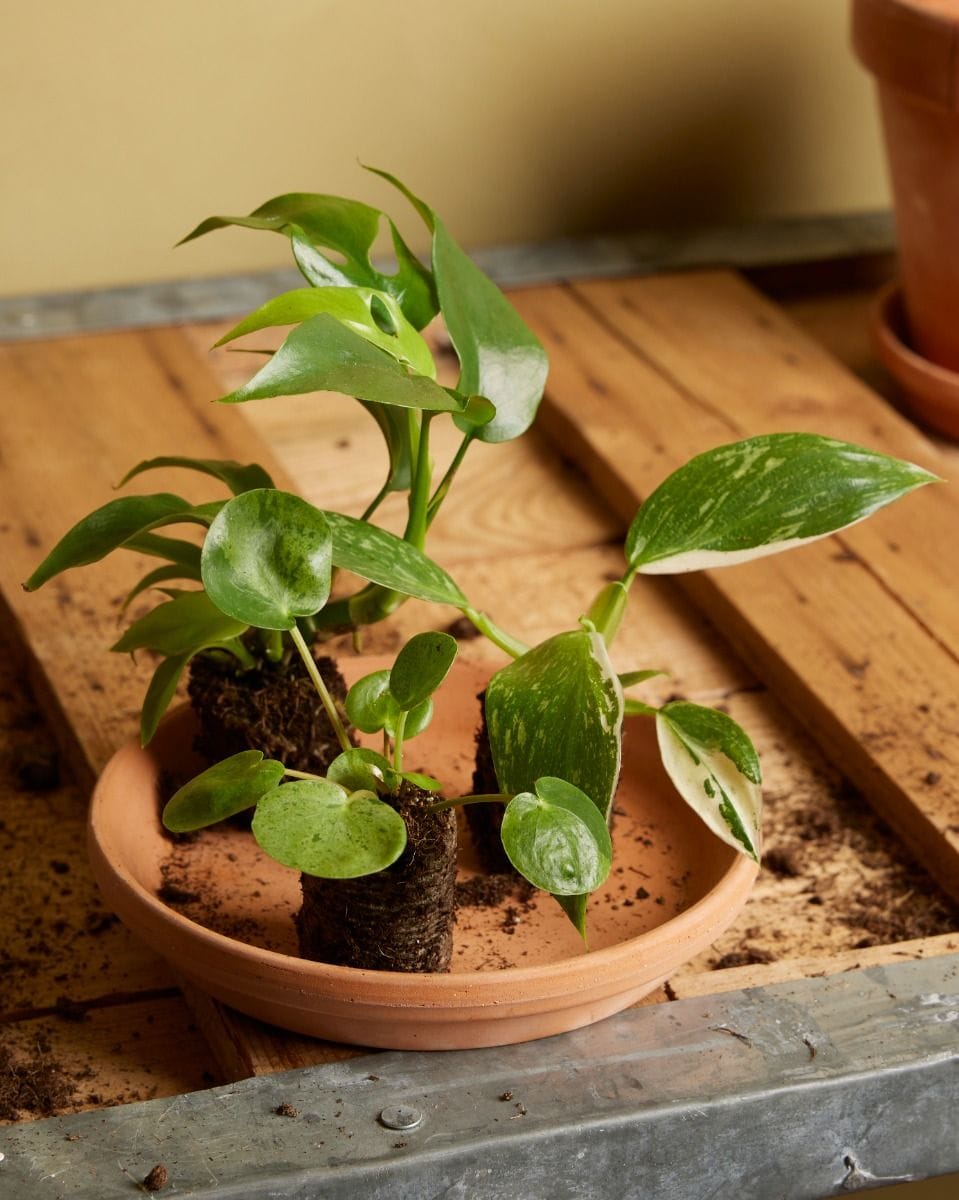 Baby Rhaphidophora Tetrasperma Mini Monstera