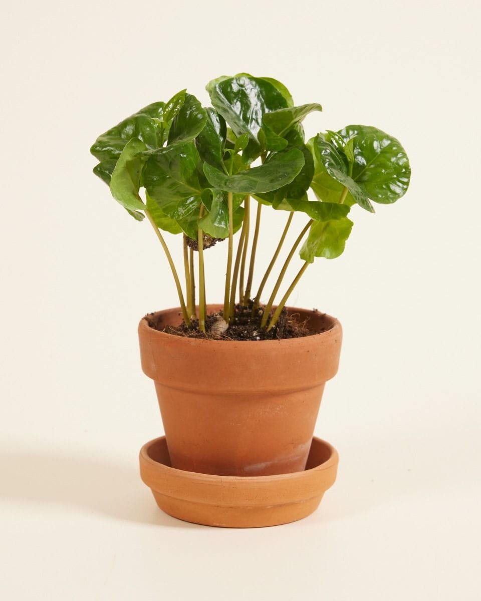 Baby Coffea Coffee plant Arabica