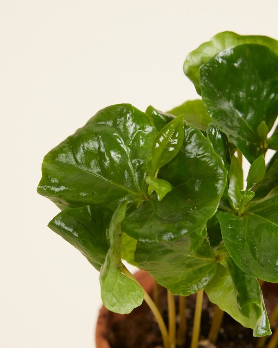 Baby Coffea Coffee plant Arabica