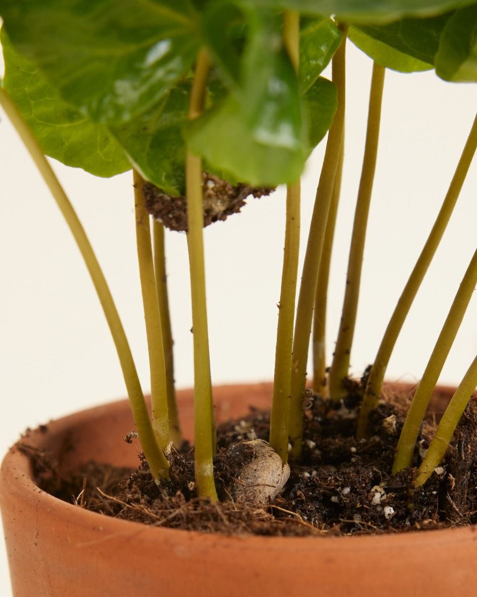 Baby Coffea Coffee plant Arabica