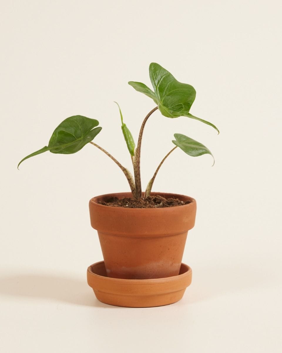 Baby Alocasia Elephant Ears Stingray