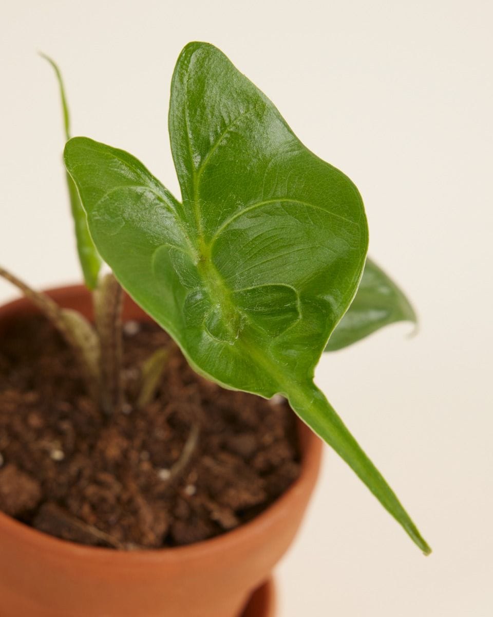 Baby Alocasia Elephant Ears Stingray